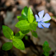小蔓長春花(小長春花) 小蔓長春花(小長春花)
