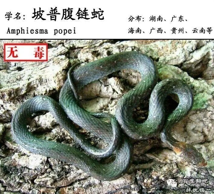 坡普腹鏈蛇 坡普腹鏈蛇