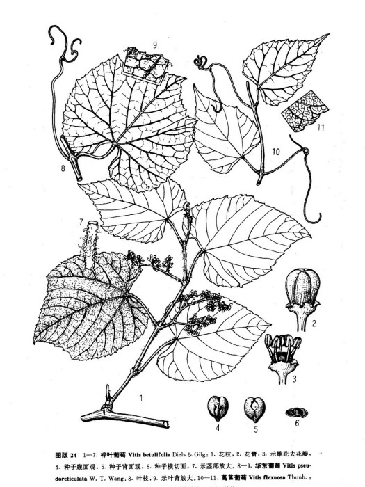 華東葡萄 華東葡萄