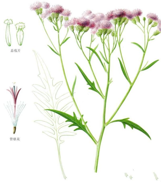托里風毛菊 托里風毛菊