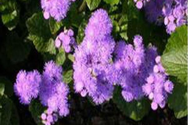 Ageratum houstonianum \x27Blue Horizon\x27 Ageratum houstonianum \x27Blue Horizon\x27