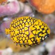 松毬魚 松毬魚