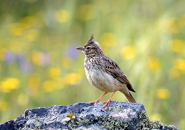 鳳頭百靈賽普勒斯亞種