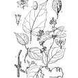 薄核藤 薄核藤