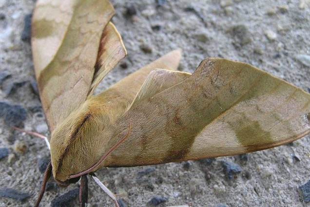線蛺蛾屬 線蛺蛾屬