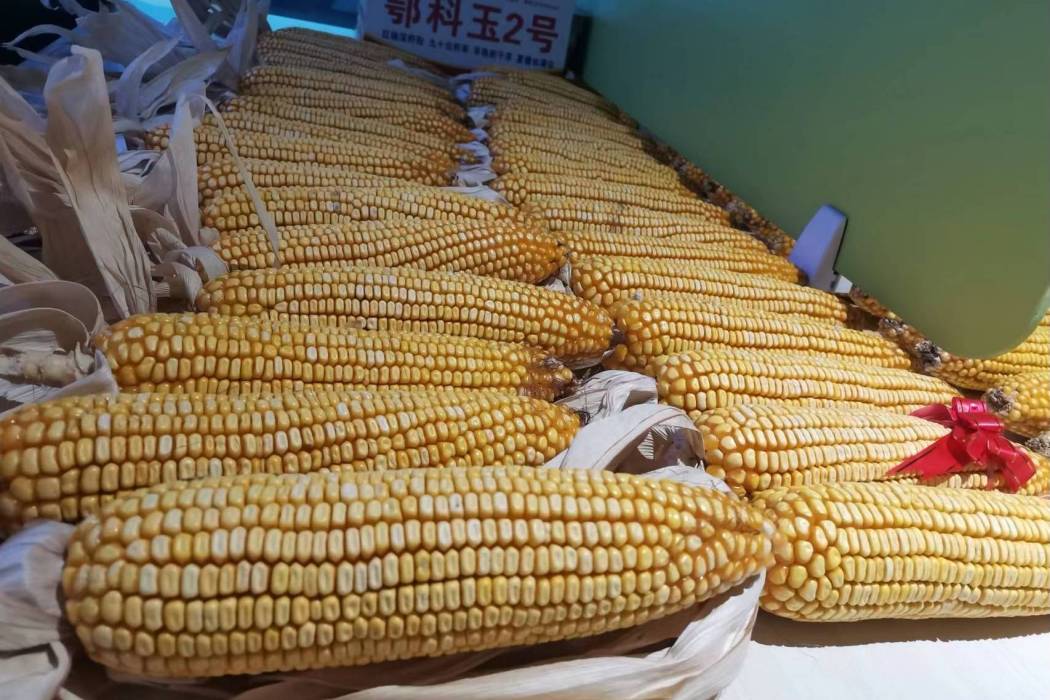 鄂科玉2號 鄂科玉2號