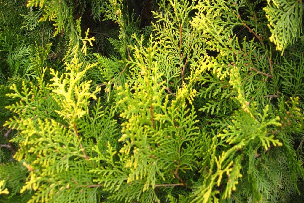京灑柏31號 京灑柏31號