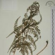 線片烏蕨 線片烏蕨