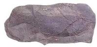 吐魯番鱈化石
