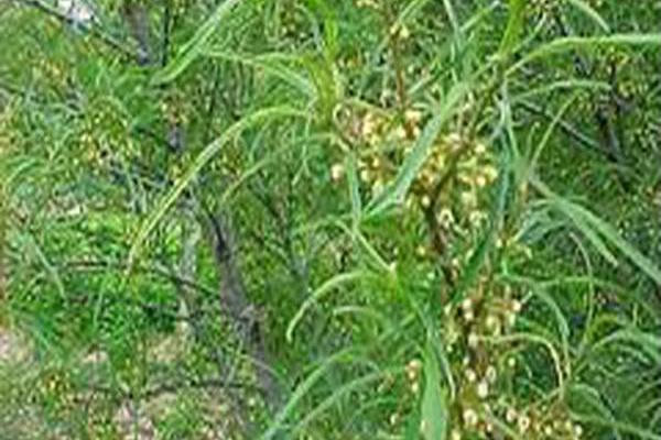 Frangula alnus \x27Asplenifolia\x27 Frangula alnus \x27Asplenifolia\x27