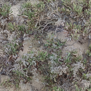 Limonium axillare