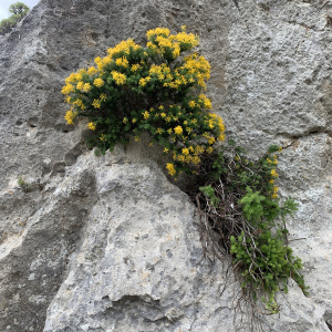 Hypericum amblyocalyx