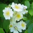 薔薇(刺蘼)