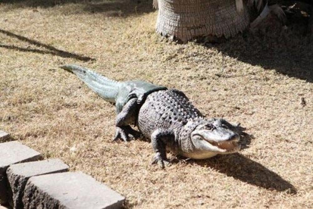 世界首條使用假肢生活的鱷魚。