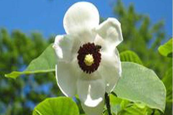 Magnolia sieboldii Magnolia sieboldii