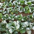 霜打菜 霜打菜