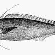 細鱗擬深海鱈