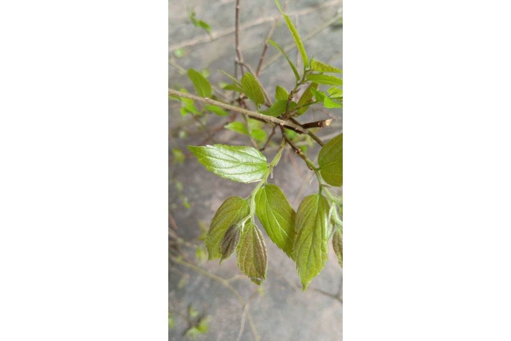 雞屎樹(茜草科粗葉木屬植物) 雞屎樹(茜草科粗葉木屬植物)