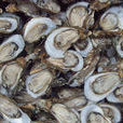 湛江牡蠣 湛江牡蠣