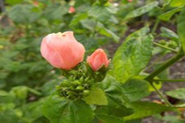 Malvaviscus drummondii \x27Pam Puryear\x27