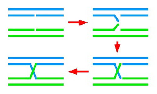 異源雙鏈DNA的產生