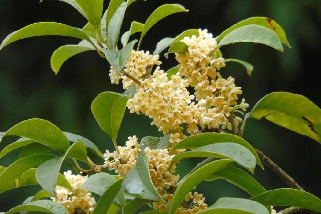 桂花早黃 桂花早黃