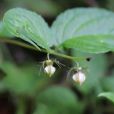 輪鐘花 輪鐘花