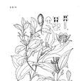 網脈桂 網脈桂
