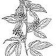 河邊千斤拔 河邊千斤拔
