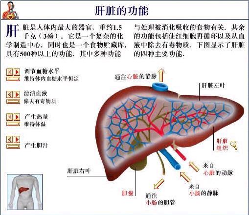 肝臟代謝 肝臟代謝