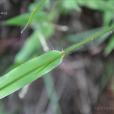 尾稃草屬 尾稃草屬