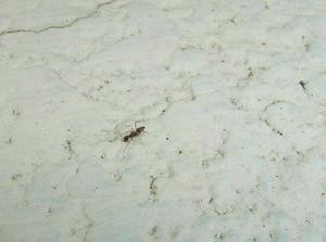 立毛蟻屬