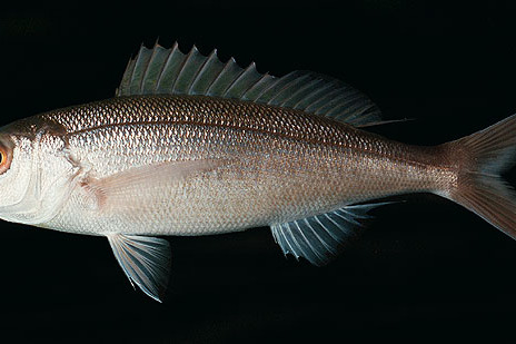 舌齒紫魚 舌齒紫魚