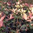 五彩桂花(珍珠彩桂) 五彩桂花(珍珠彩桂)