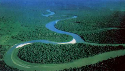 典型的熱帶天然林
