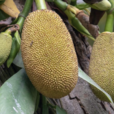 波羅蜜(熱帶水果)