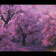 櫻花之國 櫻花之國