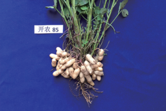 開農85 開農85