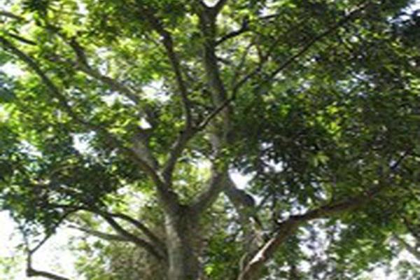 Hydnocarpus anthelminthicus Hydnocarpus anthelminthicus