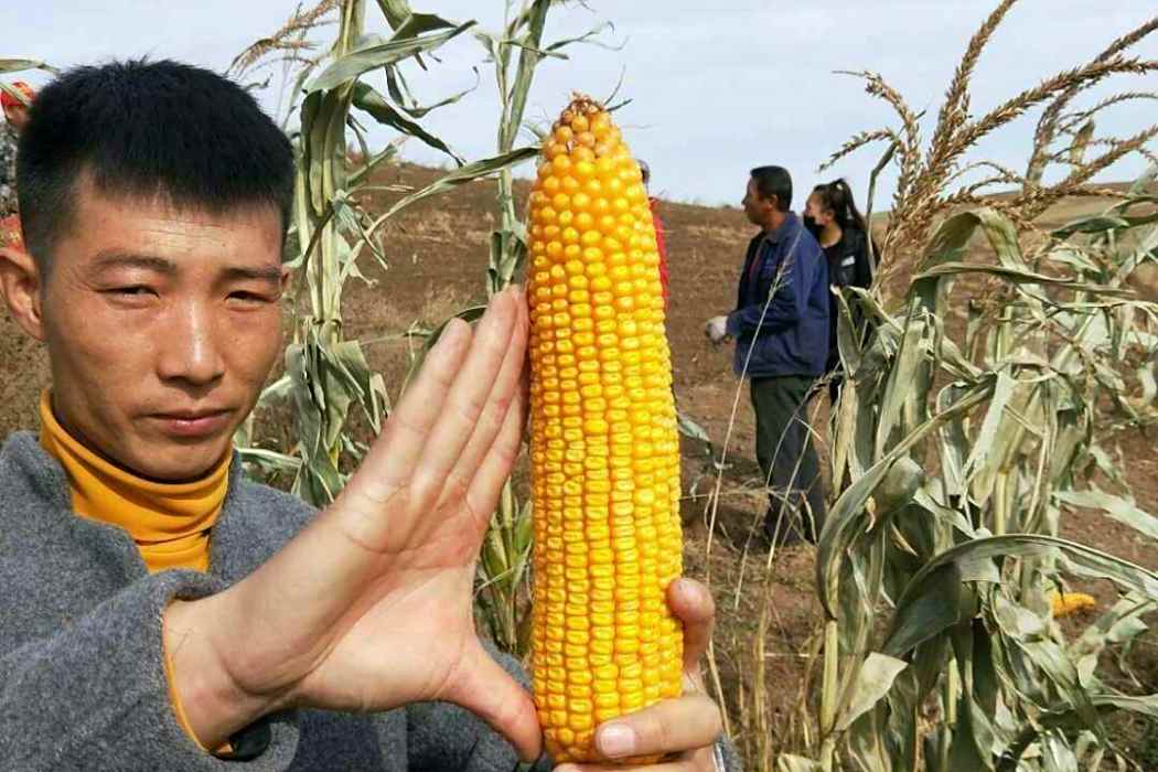 禾育47 禾育47