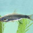 赤梢魚