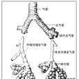 終末細支氣管 終末細支氣管