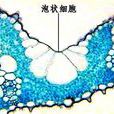泡狀細胞 泡狀細胞