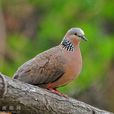 學鳩 學鳩