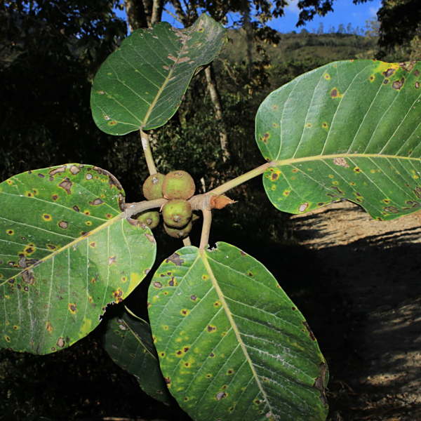 Ficus cuatrecasasiana