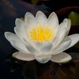白蘇丹 白蘇丹