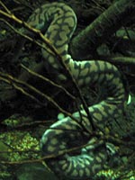阿拉佛拉瘰鱗蛇