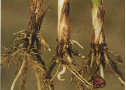玉米苗期立枯絲核菌根腐病