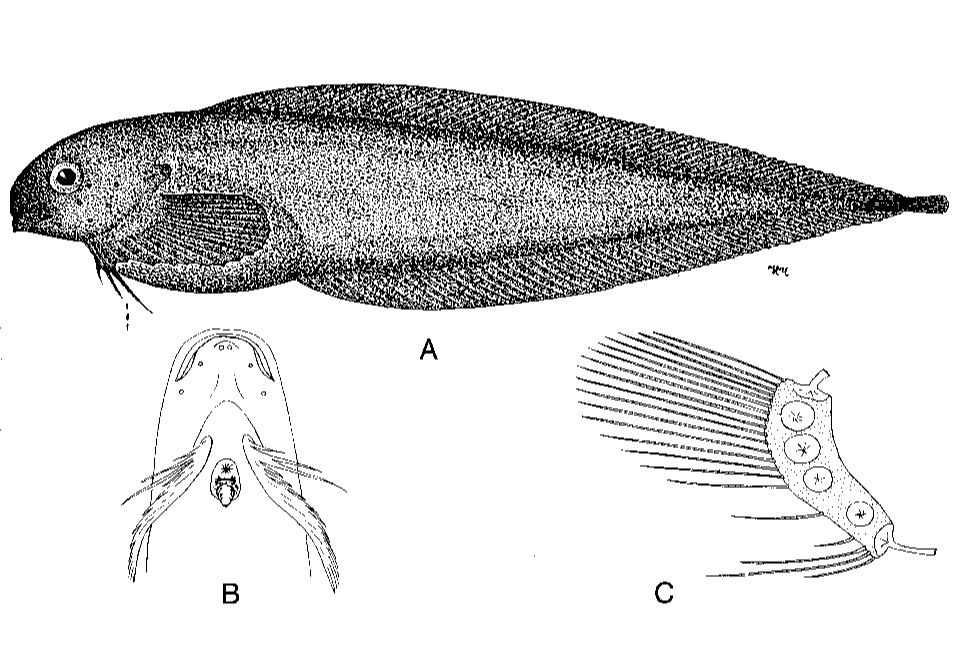 副獅子魚 副獅子魚