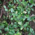 鐵包金(鼠李科勾兒茶屬植物)